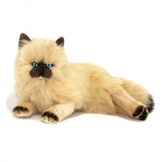 Himalayan Plush Cat Lying Down